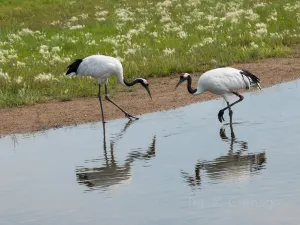 Heilongjiang Zhalong State Class Nature Reserve