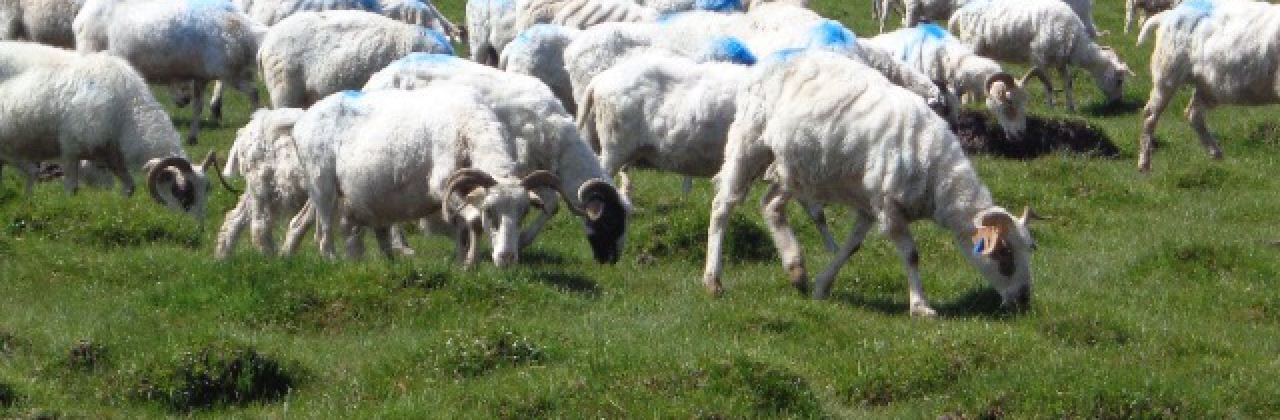 循化羊肉王(清真)