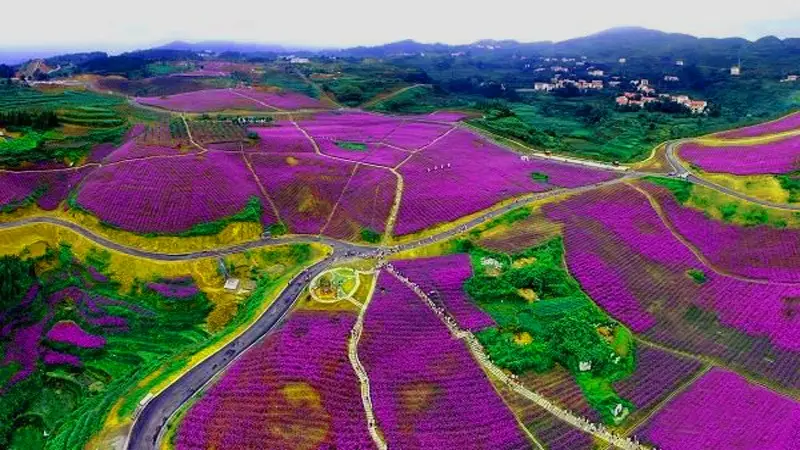 Colorful Four Season Flower Sea