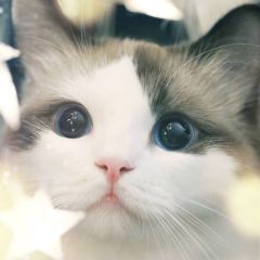 滇铺子(七彩metown店) User Photo