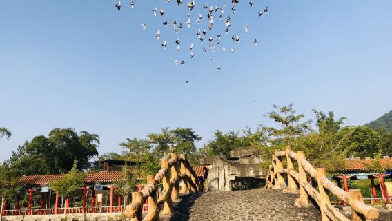 Birds Paradise