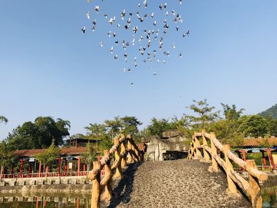 Birds Paradise