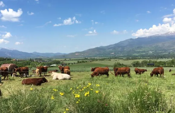 卡爾梅託鄉村民宿
