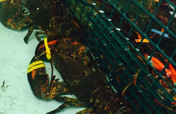 Maine Lobster Express