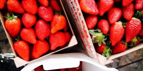 Heladeria horchateria Francisco Mira