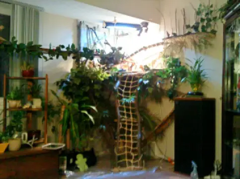 Winking Lizard Independence