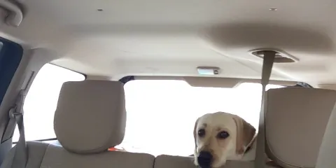 Safi Seafood Restaurant