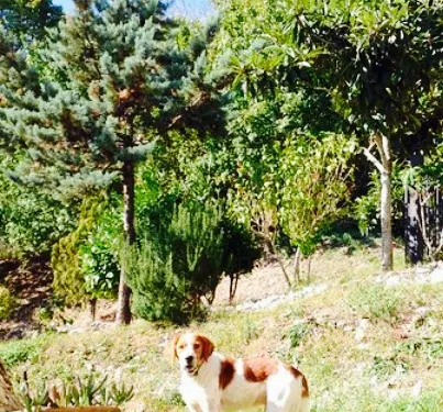 Bar Ristoro Greccio 2000