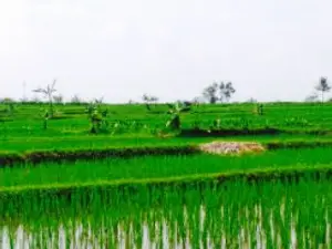 Gubug Makan Mang Engking Purwokerto