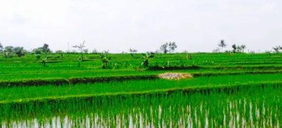 Gubug Makan Mang Engking Purwokerto