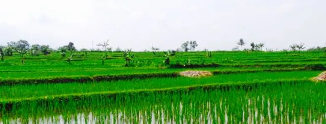 Gubug Makan Mang Engking Purwokerto