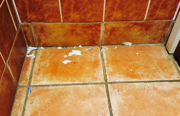 The Vine Public House