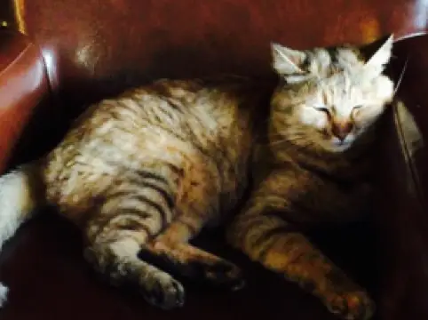 Cafe Winds＆Banana Winds