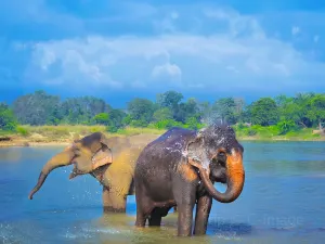 Parc national du Chitwan