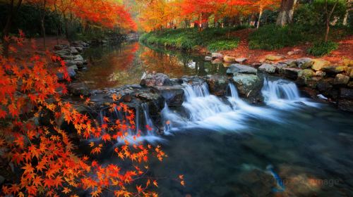 Nine Creeks in the Misty Forest