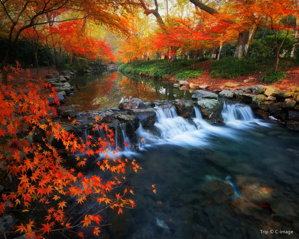 5_Nine Creeks in the Misty Forest