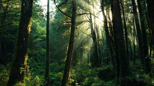 Alishan National Scenic Area