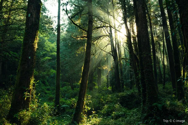 4_阿里山國家風景區