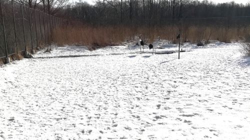 Kushiro City Red-crowned Crane Natural Park