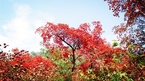 神農山