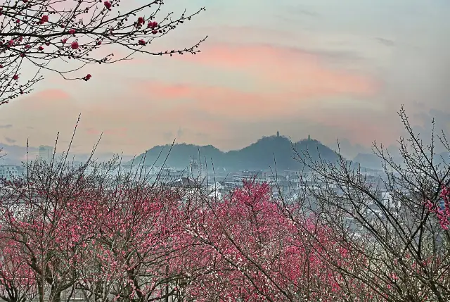 Plum Blossom Viewing in Taizhou