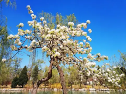 Tianjin Shuishang Park