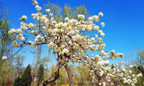 Tianjin Shuishang Park