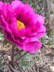 Jungle International Peony Garden, Leishan County