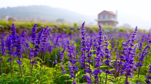 Prague Herb Garden