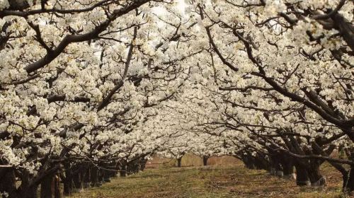 Pear Flower Festival in Guanchang Township, Qinglong County