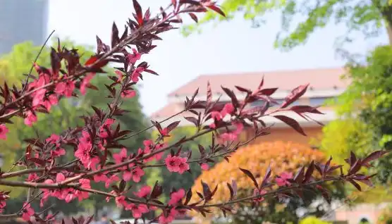 Yingshan