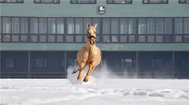 Urumqi Horse Riding