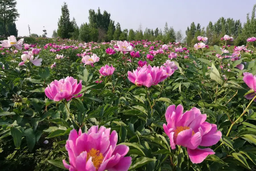 Xueguobai Garden