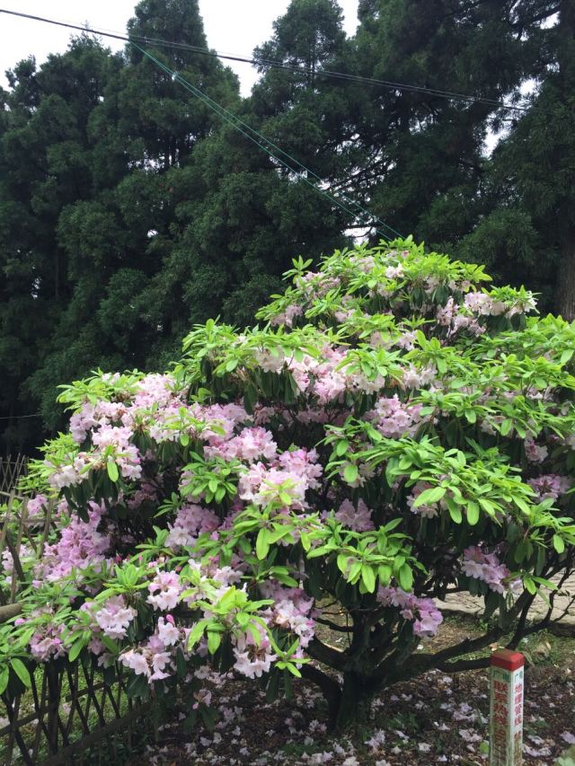화딩 국가산림공원