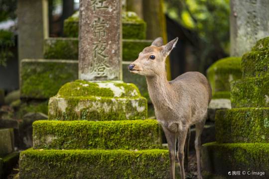 奈良公園+大阪海遊館+大阪樂高探索中心一日遊