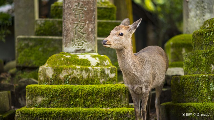 日本京都奈良公園清水寺二三年阪伏見稻荷大社東大寺一日遊