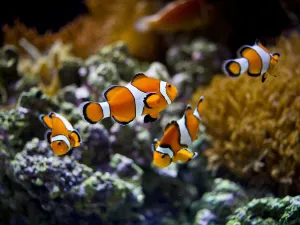 里斯本海洋水族館
