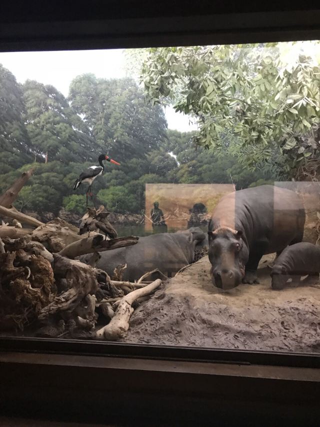 洛杉磯縣自然歷史博物館