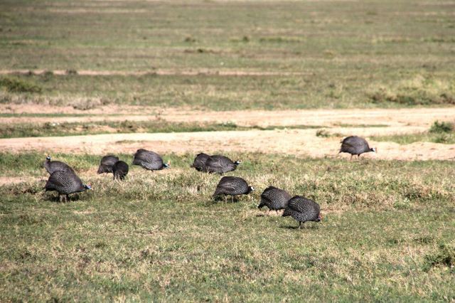 Sweetwaters Game Reserve