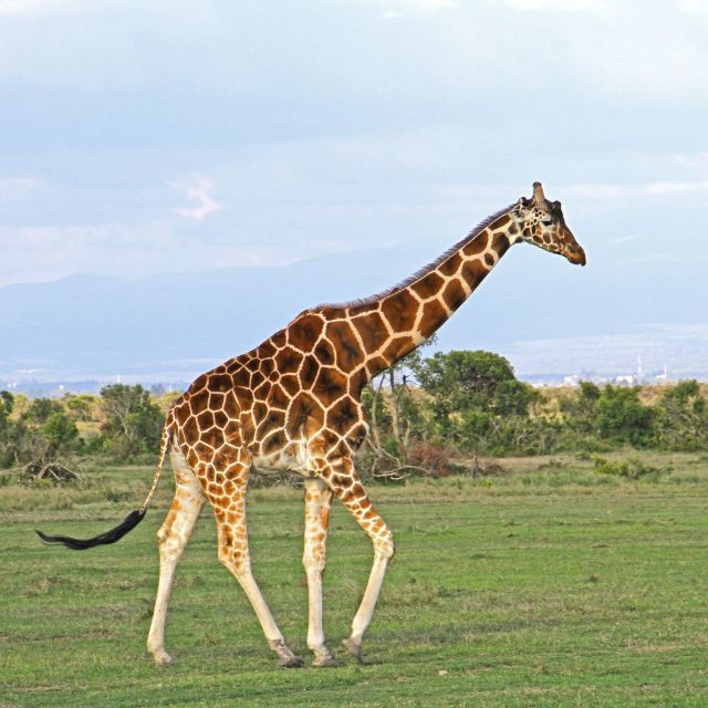 Sweetwaters Game Reserve