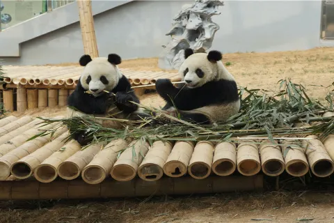 Dalian Forest Zoo