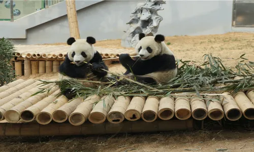 Dalian Forest Zoo