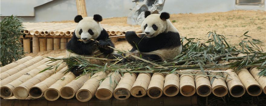 Dalian Forest Zoo