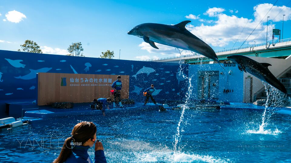 水族館 仙台