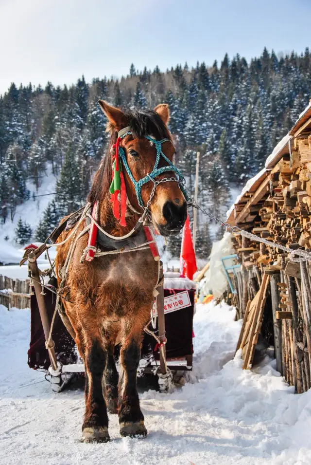 Snow Sledding in Hailin