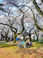 東京都立小金井公園