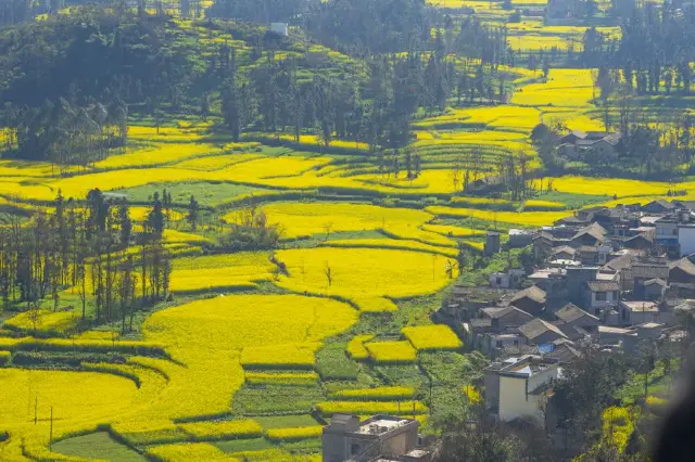Rapeseed Flowers Viewing in Luoping