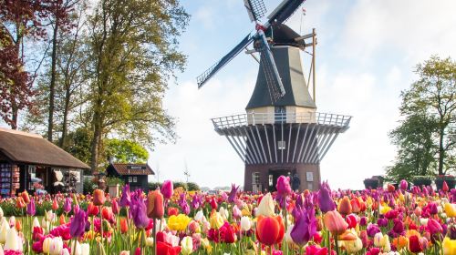 Keukenhof