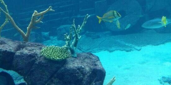 Atlantis Paradise Island