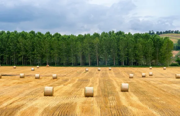 卡薩萊蒙費拉託